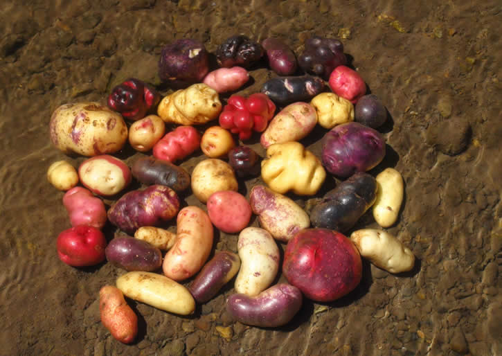 History Peruvian Potatoes History Peruvian Potatoes