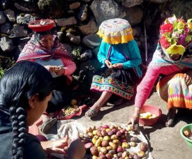 The Wild World of Peruvian Potato Varieties