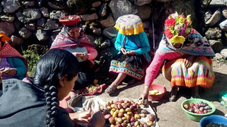 The Wild World of Peruvian Potato Varieties