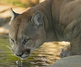 Why Was Cusco Shaped Like a Puma