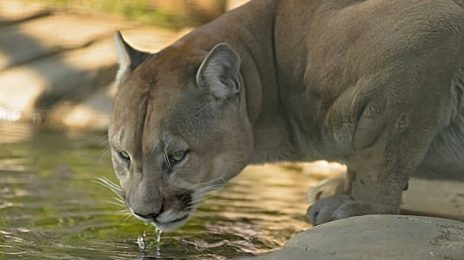 Why Was Cusco Shaped Like a Puma