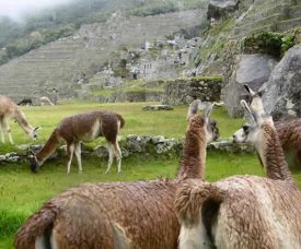 7 Quechua Words Commonly Used in Spanish