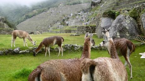 7 Quechua Words Commonly Used in Spanish