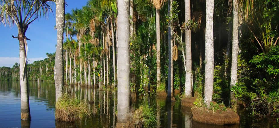 Amazon Tours Lake Sandoval