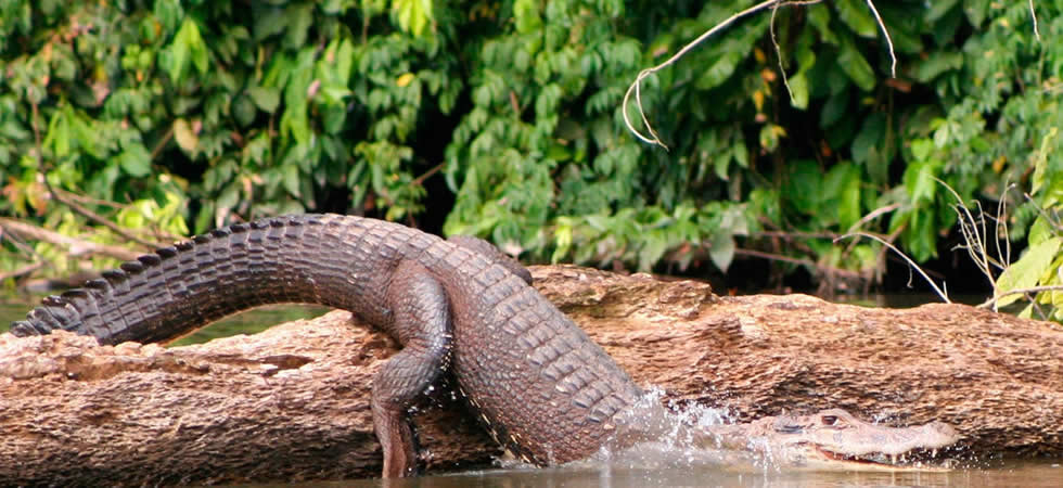 Parque Nacional del Manu