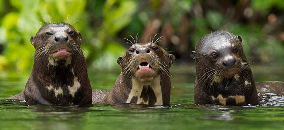 Tour Tambopata Giant Otter